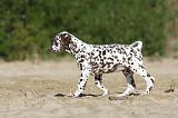 DALMATIEN 021